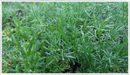 Chamomile-treneague