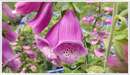 Foxglove