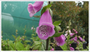 Foxglove
