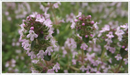 Thyme-foxley