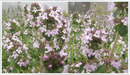 Thyme-foxley