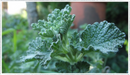 Horehound-white