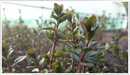 Lemon Thyme