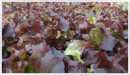 Lettuce-lollo-rossa