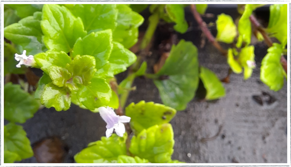 Buy Indian Mint Plants Online from £2.80 HerbalHaven