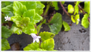 Mint-indian