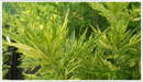 Mugwort-variegated