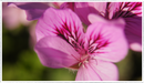pelargonium-OrangeFizz