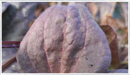 Plantain