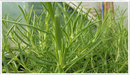 Rosemary-ginger