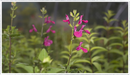sage-blackcurrant
