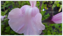Salvia-angel-wings