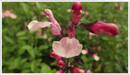 salvia strawberries and cream