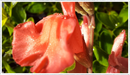Salvia-peach-cobbler