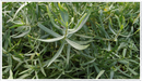 tarragon-french
