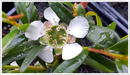 Tea-tree-lemon-flower