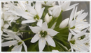 Garlic-wild