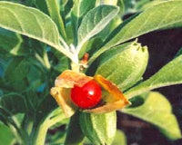 Herb guide: Ashwagandha