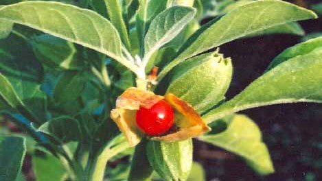 Herb guide: Ashwagandha