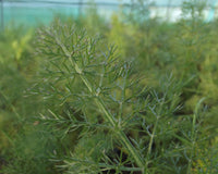 Herb guide: Fennel
