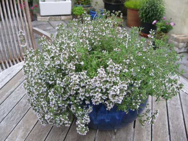 Potted Herbs