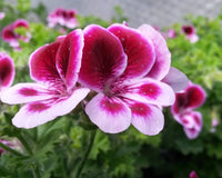 two tone pink pelargonium
