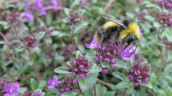 Herb guide: Thyme