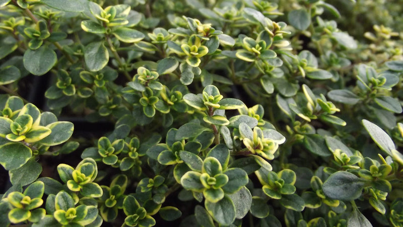 Thyme Herb Guide