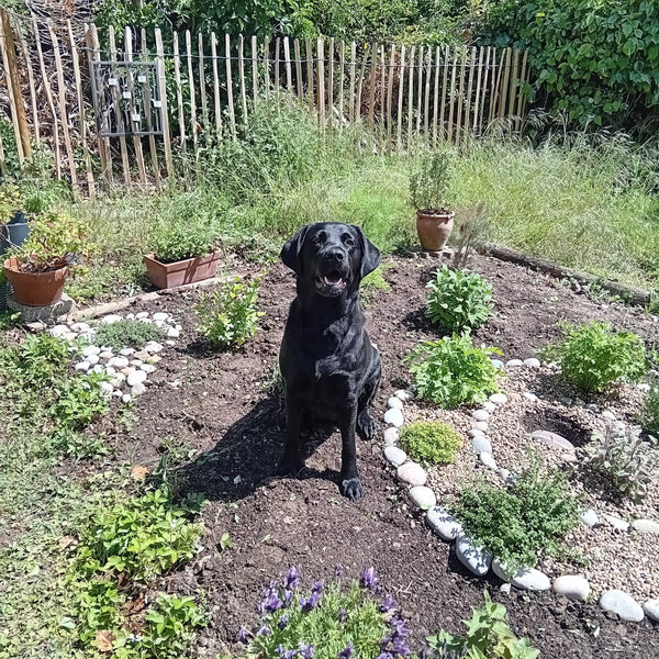 Creating a Canine Enrichment Herb Garden