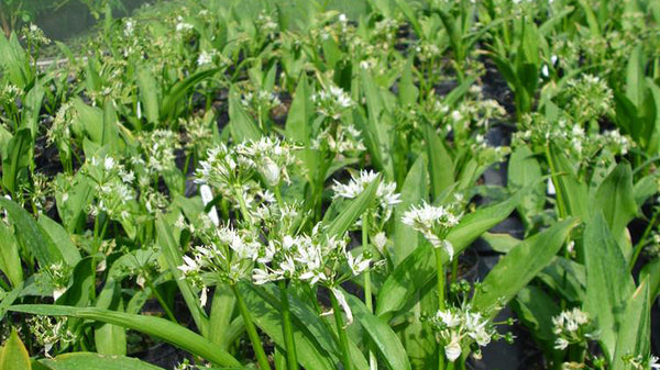 Herb guide: Wild Garlic