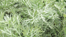 Wormwood - Powis Castle (Artemisia)