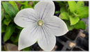 White Balloon Flower