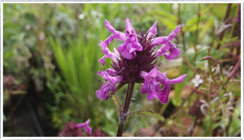 picture of purple betony flower