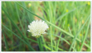 Chives - white flower