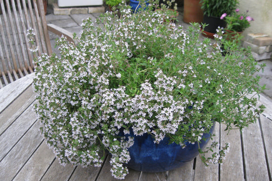 twickle purple lavender plants Buy Twickle Purple Lavender Plants Online From £3.40 I HerbalHaven