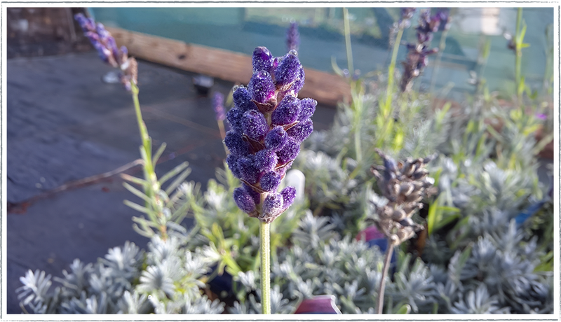 Image of blue Lavender Bee Zee