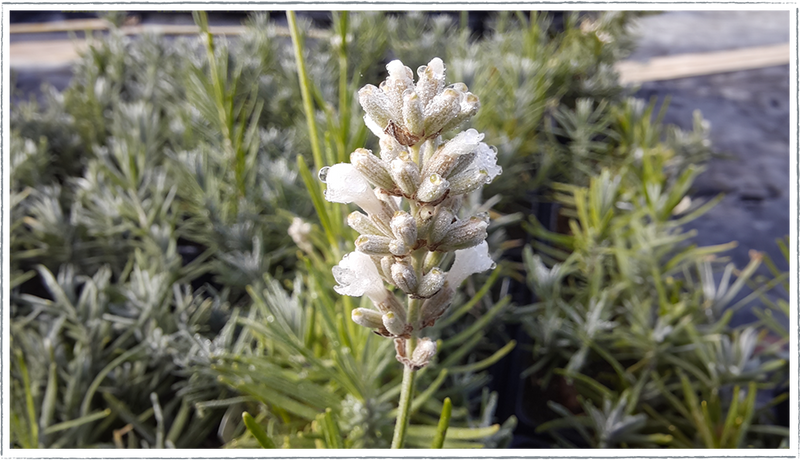 Image of White Lavender Bee Zee