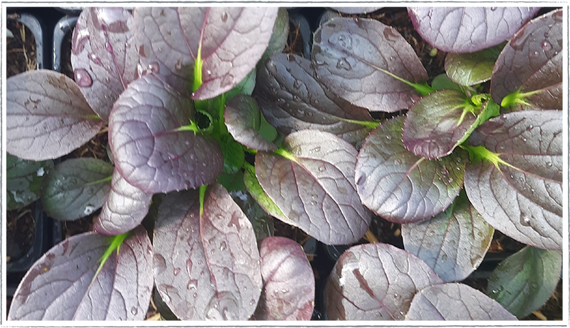 Pak Choi
