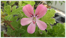 Pelargonium scented geranium 'Sweet Mimosa'