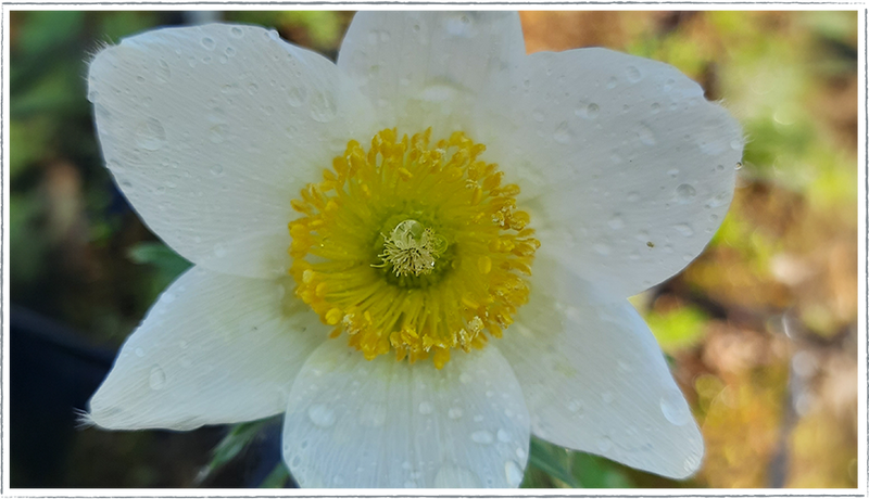 White Pulsatilla