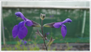 Salvia Blue Monrovia