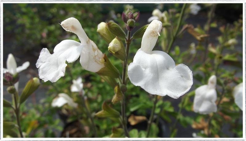 Salvia Glacier white flower and green buds