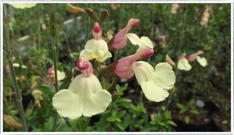 Close up of Salvia La Mancha in flower