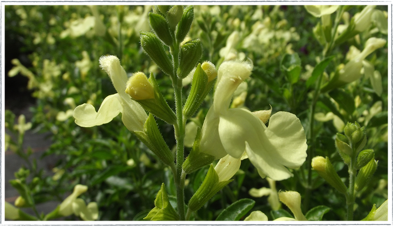 Image of salvia lemon light