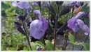 Salvia So Cook Blue in flower