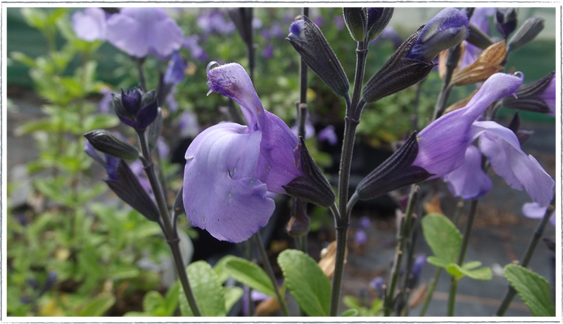 Salvia So Cook Blue in flower