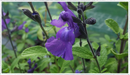 Salvia So Cook Purple close up of flower and green leaves