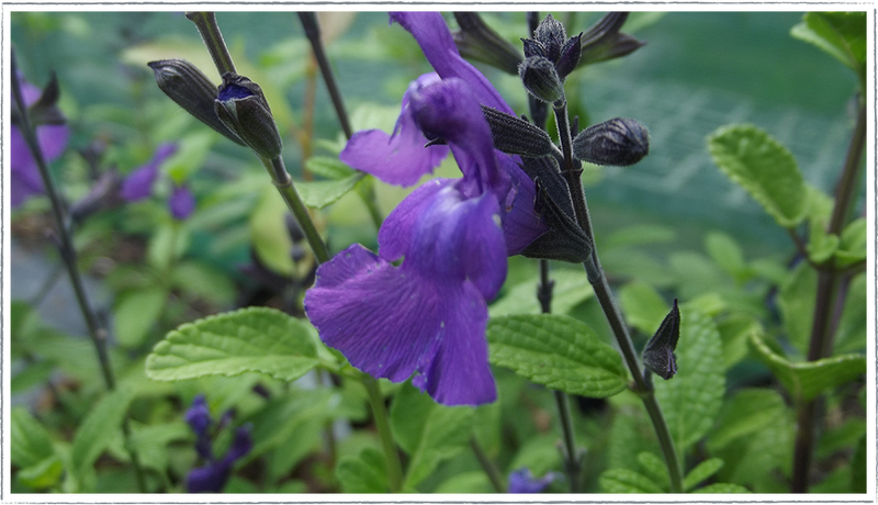 Salvia So Cook Purple close up of flower and green leaves