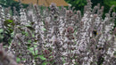 Basil - African blue