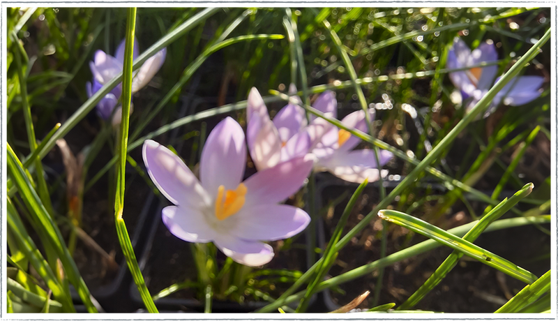 Image of saffron flower with stamens